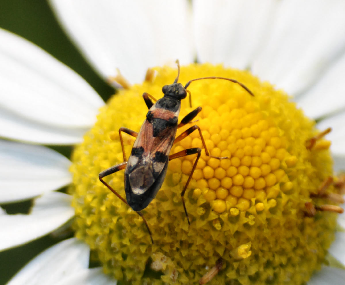 Lygaeidae: Beosus quadripunctatus della Lombardia (LC)